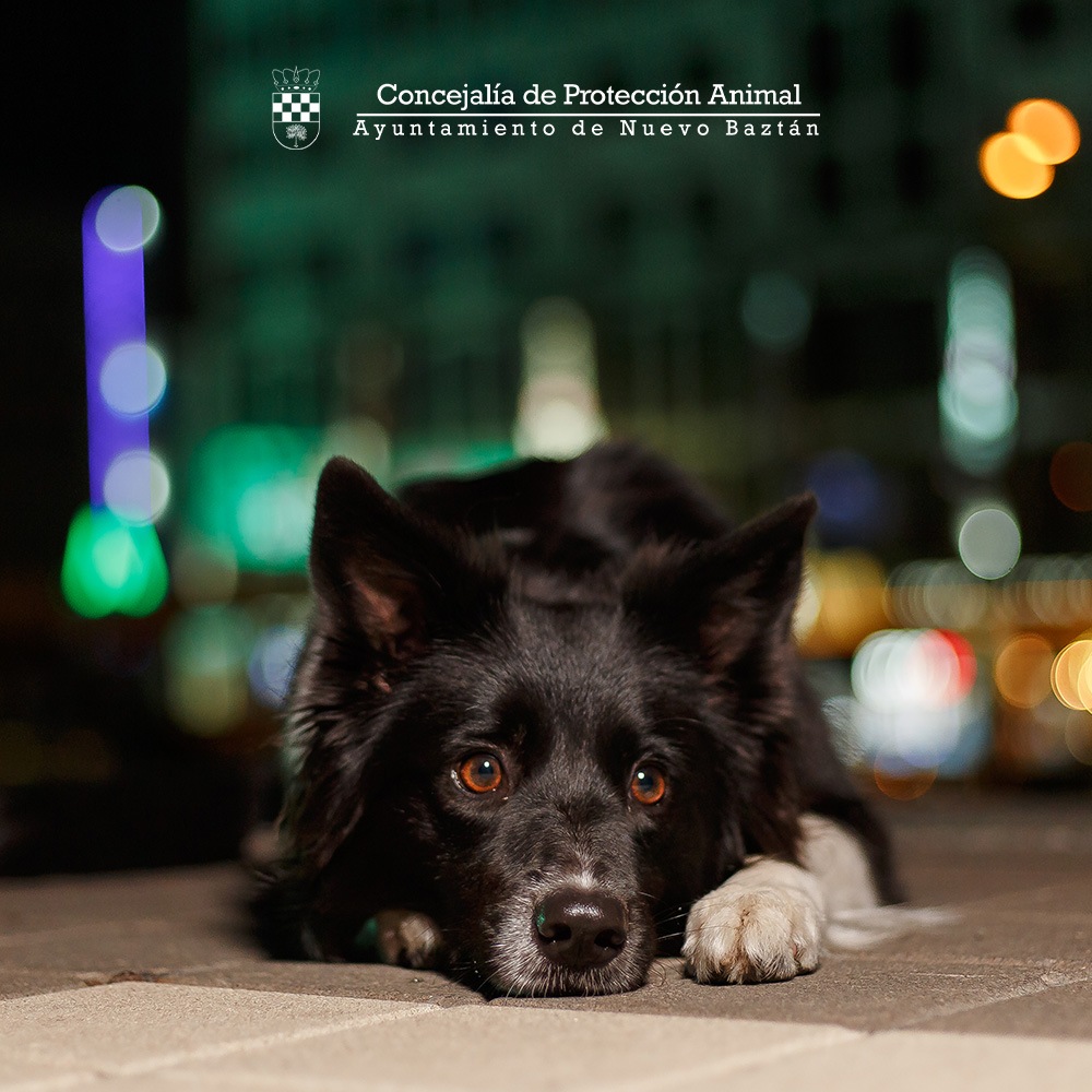 Concejalía de Protección Animal. Obligaciones por parte de todos.