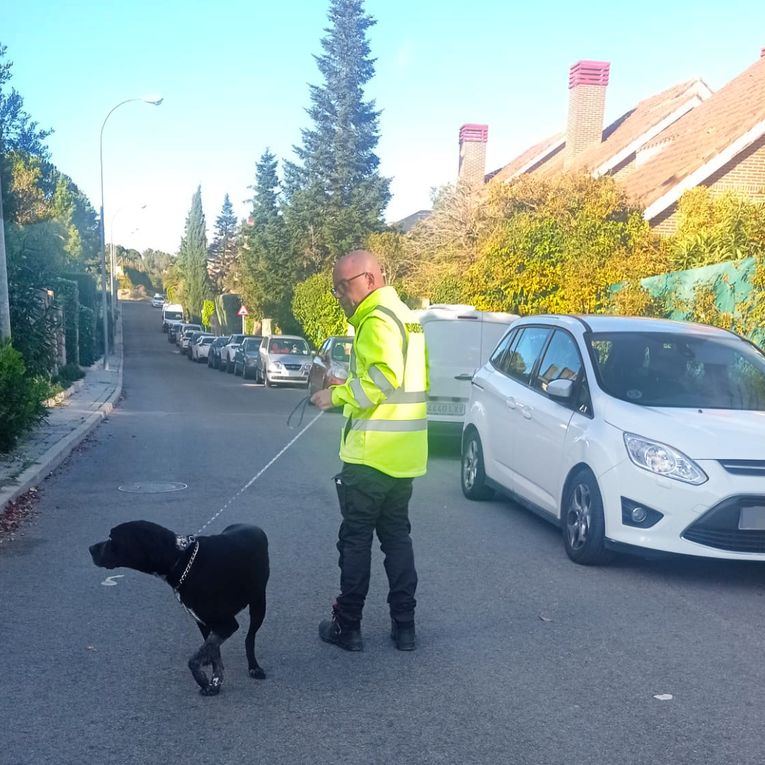 La Policía local de Torrelodones incauta a un perro peligroso