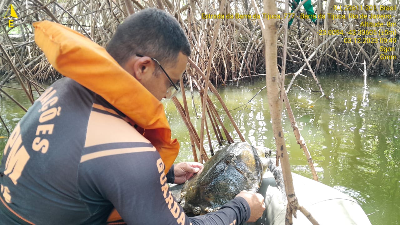 Guardas municipais resgatam tartaruga ferida no Canal de Marapendi - Prefeitura da Cidade do Rio de Janeiro