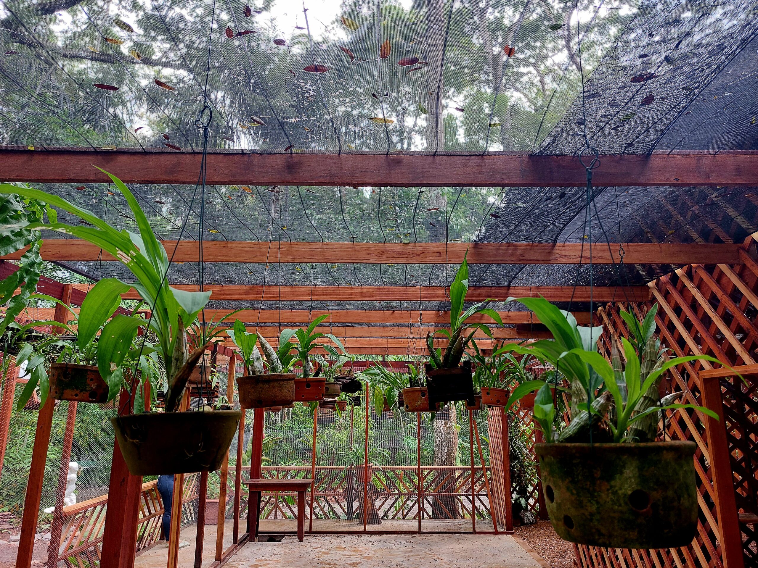 Orquidário do Bioparque recebe ampliação do espaço que atende 456 exemplares de orquídeas – Prefeitura Municipal de Macapá