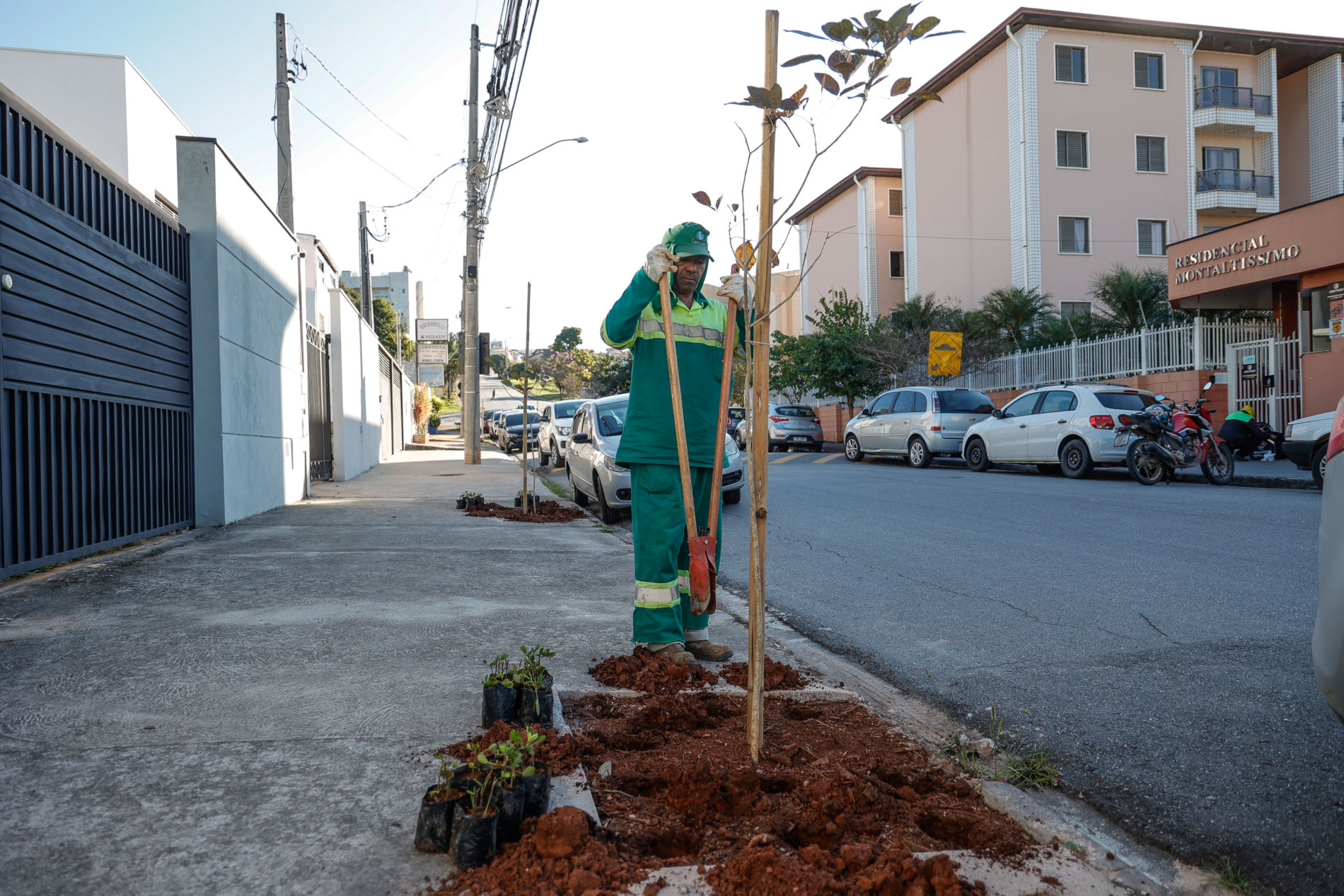 Arborização: plano municipal garante qualidade e ampliação de programa ‘Pé de Árvore’
