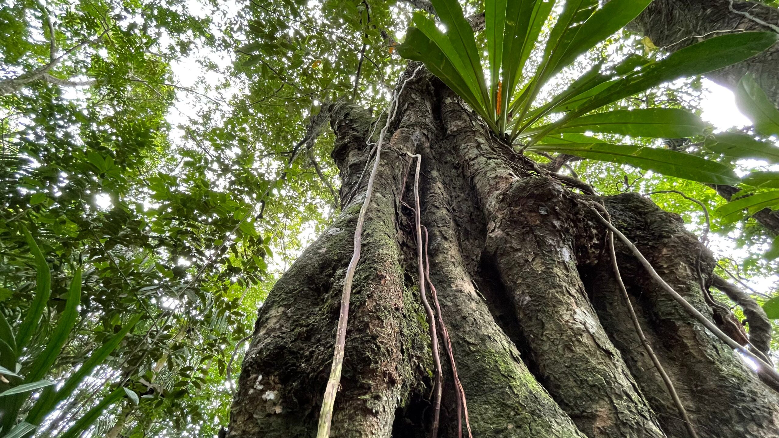 Bioparque da Amazônia celebra diversidade da flora e ecossistemas no Dia Internacional das Florestas – Prefeitura Municipal de Macapá