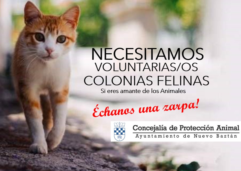Voluntarios para Colonias Felinas